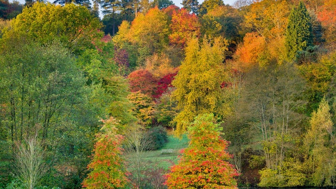 A landscape view of the colour trees from the meadow winkworth arboretum